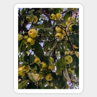 Green apple tree Sticker